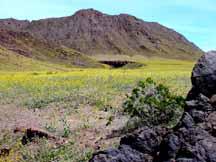 Death Valley flowers